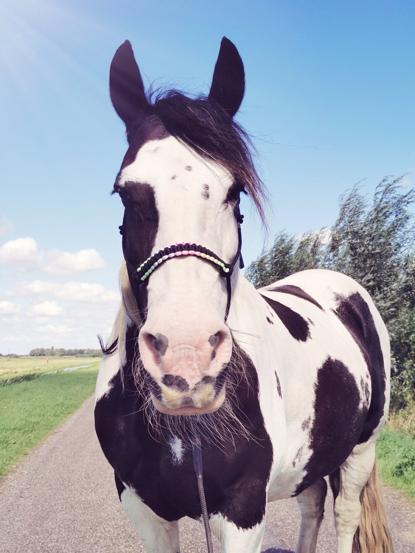 Soft Nebula - Sliding Ring Rope Halter Set