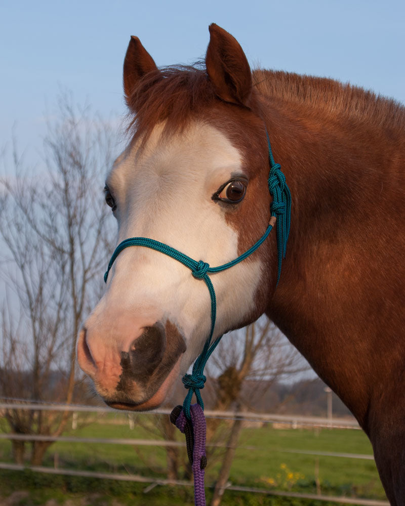 Basic Rope Halter