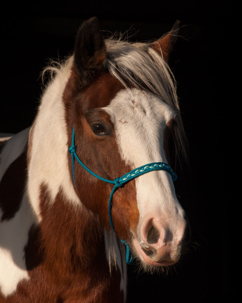 Braid Inlay Rope Halter