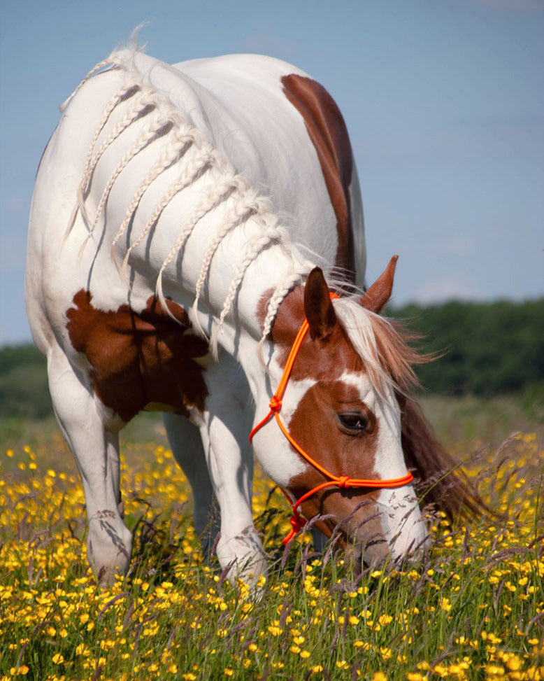 picture of a chestnut and white paint horse wearing a bright orange rope halter (colourname: tulip) in a field of yellow buttercup flowers