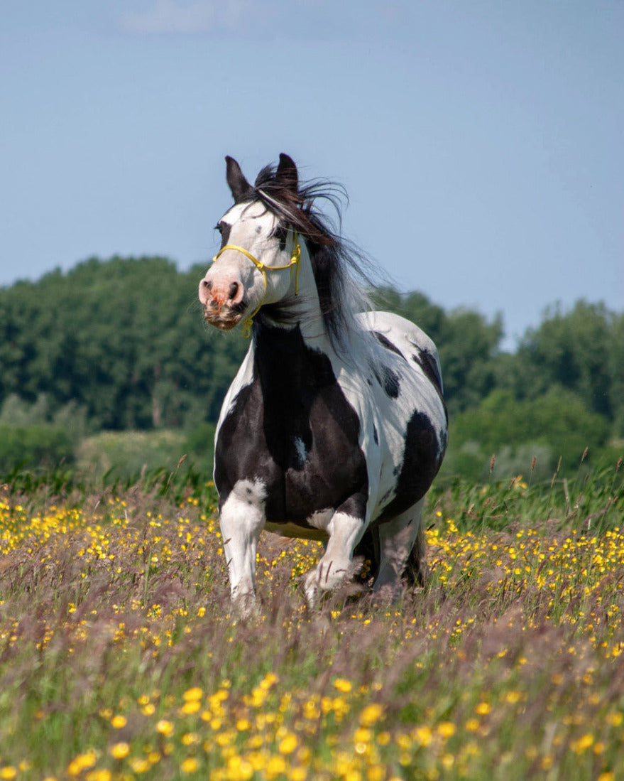 picture of a black and white Irish cob horse with flowing mane wearing a yellow rope halter (colourname: daffodil) galloping through a field with yellow buttercup flowers