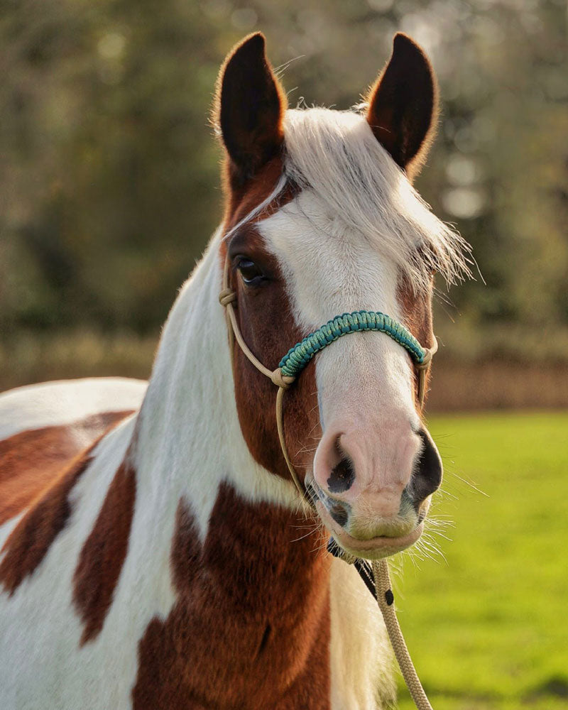 bay paint horse wearing dreamdust beige rope halter with teal toned cobra braided noseband