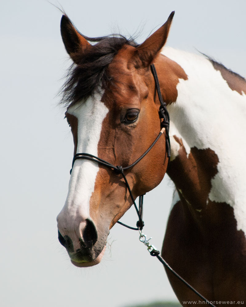 Basic Sliding Ring Rope Halter XL