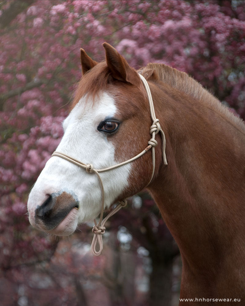picture of a chestnut welsh pony with bold white face markings wearing a beige rope halter (colourname: dreamdust) in front of pink blossoms