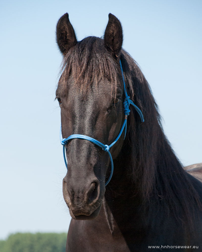 picture of a black Frisian horse wearing a blue rope rope halter (colourname: celestial) in front of a blue sky