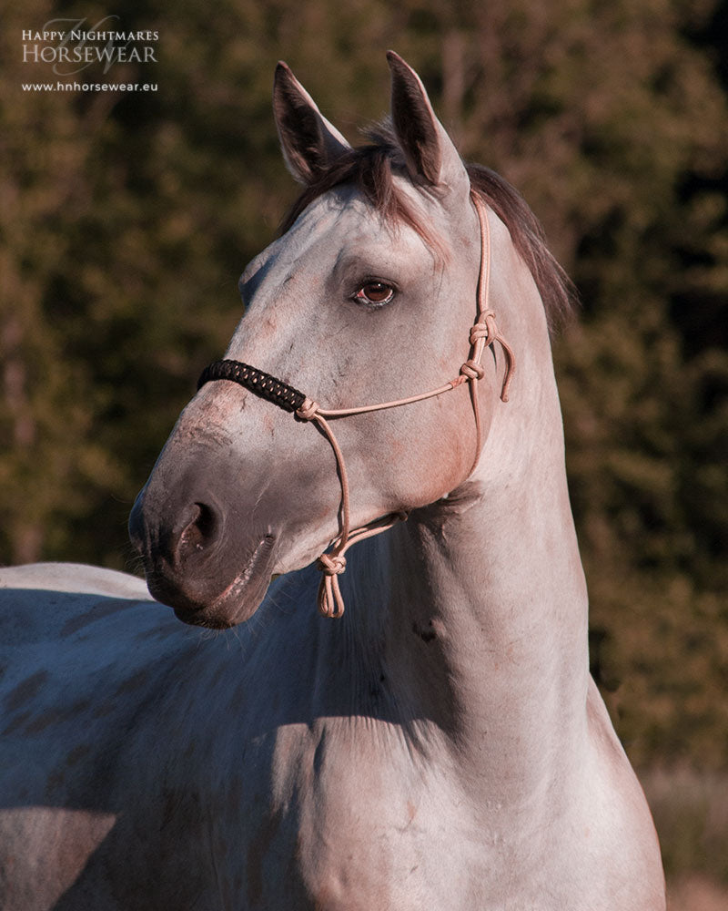 Dreamdust halter with black/black noseband
