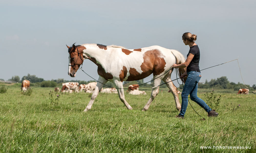 basic sliding ring ropehalter with light line leadrope in action