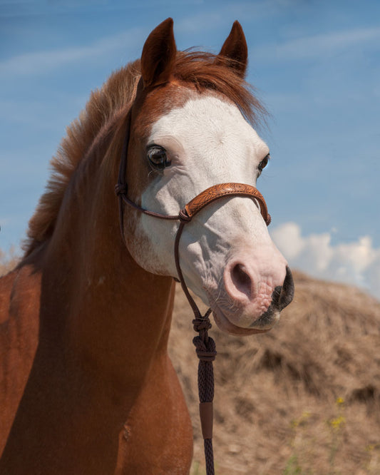 Bohemian Dreams Rope Halter set