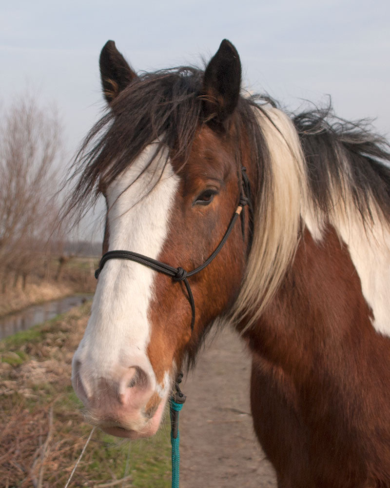 Draft horse wearing XL rope halter in the colout black onyx and quick knot lead rope in the colour saronite