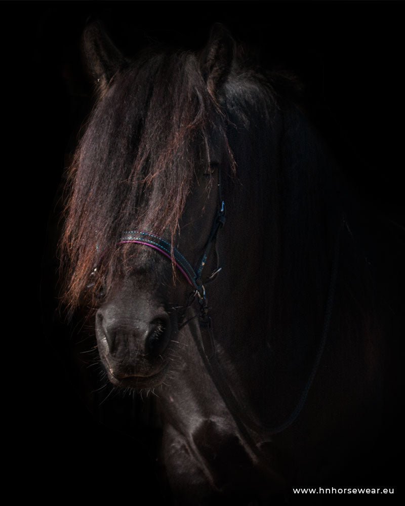 black horse wearing black lodewijk sidepull with purple padding, saronite stitching and extra custom studds on the cheekpieces