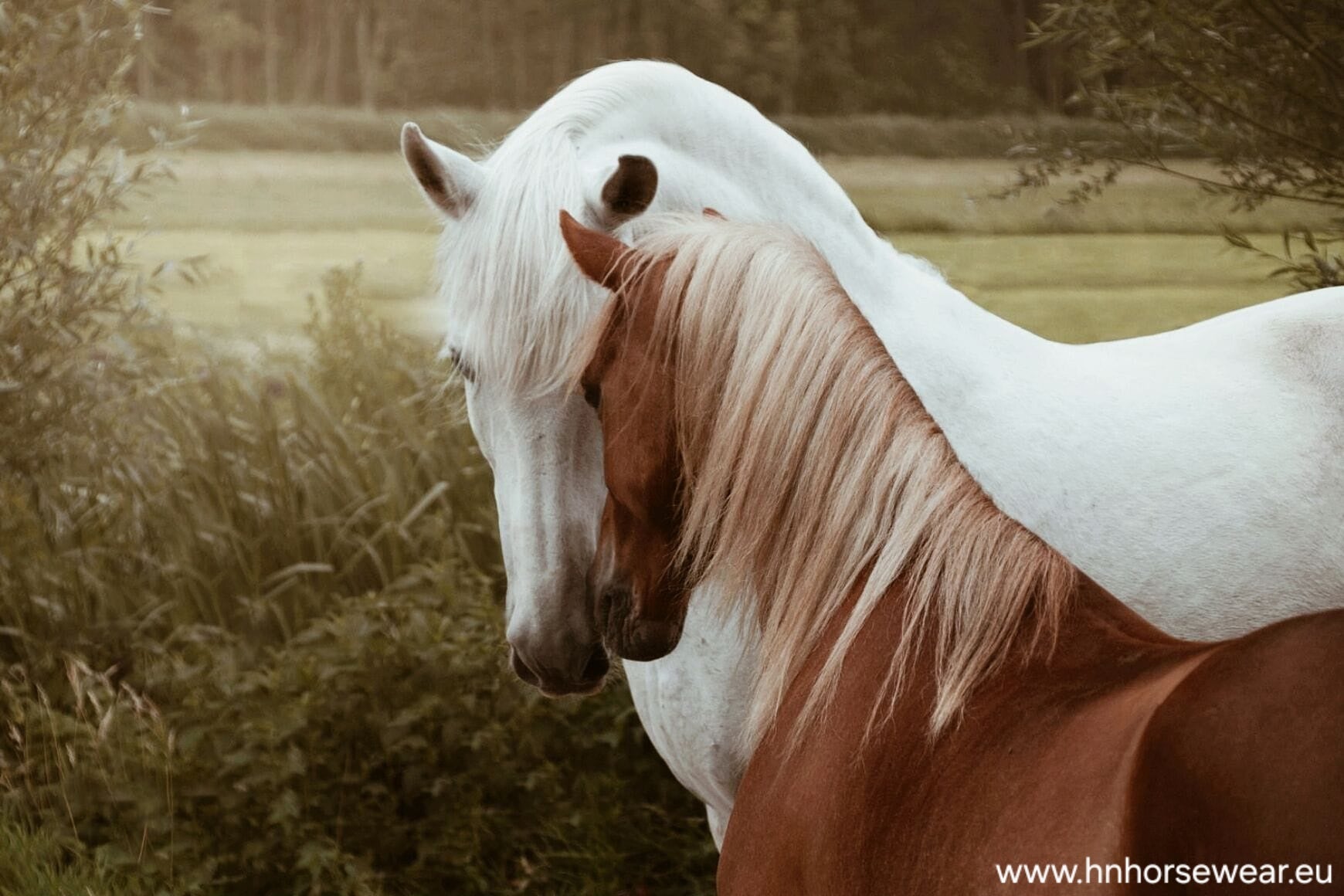 White horse and sorrel pony greeting eachother