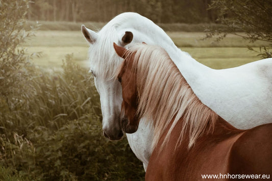 White horse and sorrel pony greeting eachother