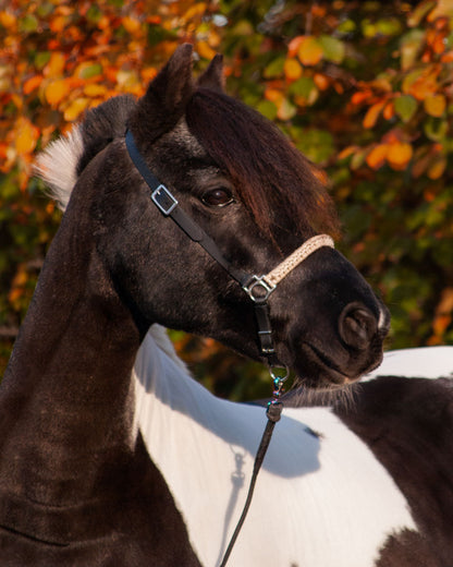Grooming Halter Minerva