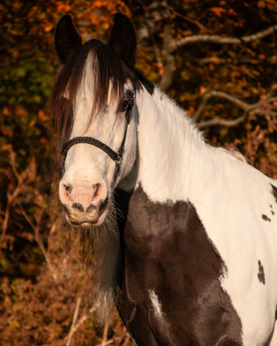 Grooming Halter Minerva