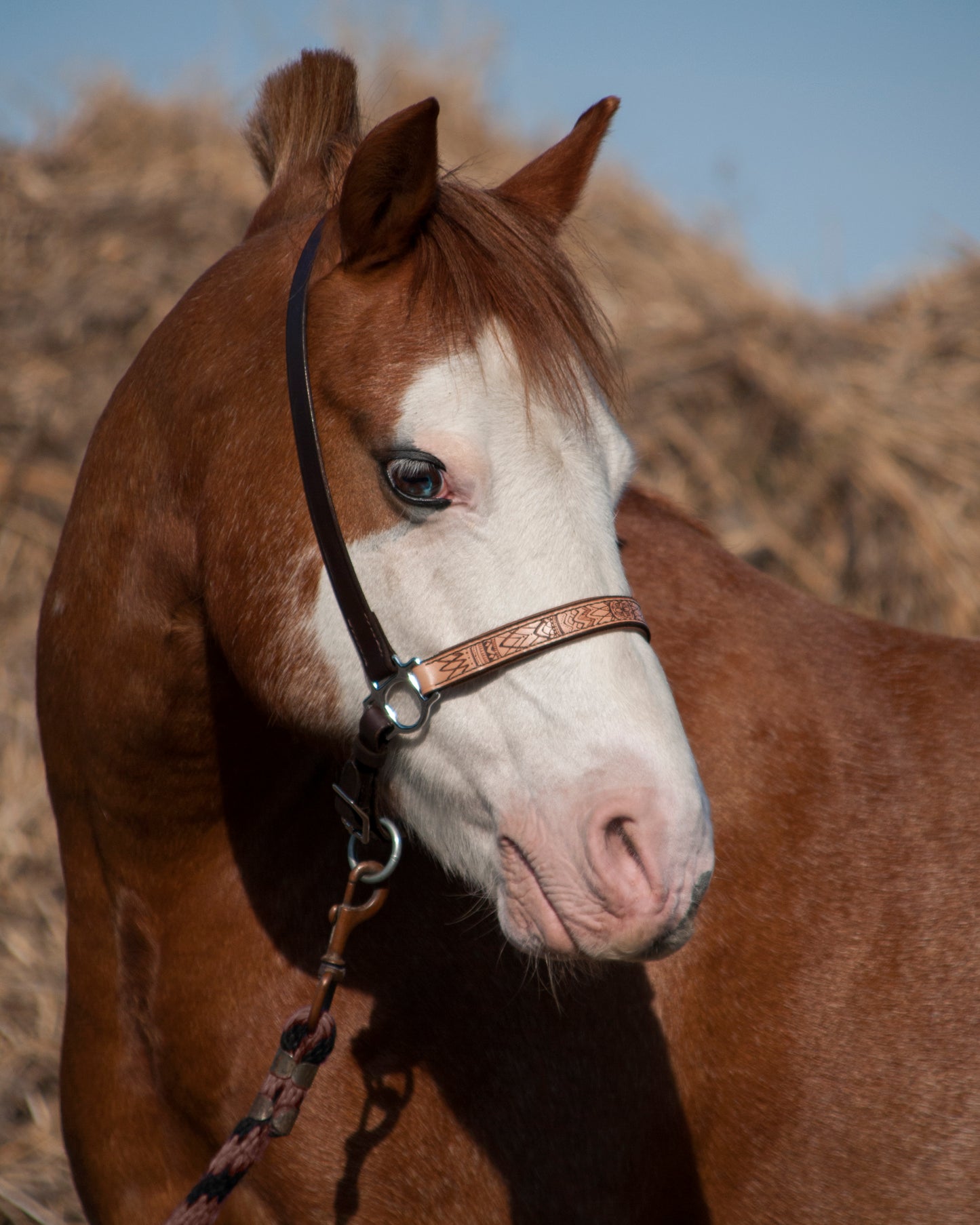 Leather Grooming Halter