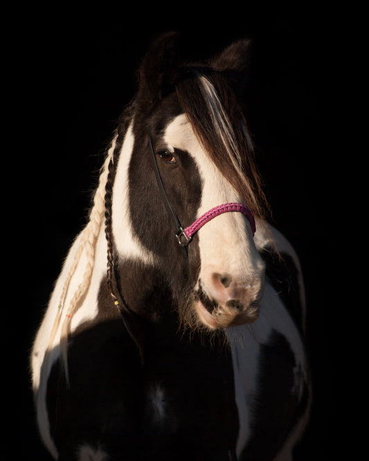 Grooming Halter