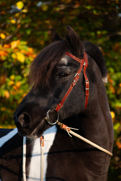 Piebald pony wearing medium oil western bridlemodel Caranthir and light golden rope reins model mirecourt