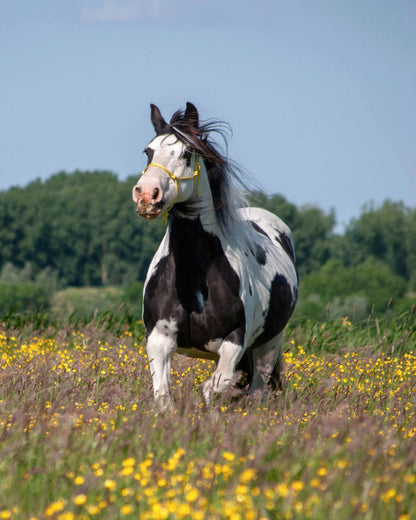 picture of a black and white Irish cob horse with flowing mane wearing a yellow rope halter (colourname: daffodil) galloping through a field with yellow buttercup flowers 