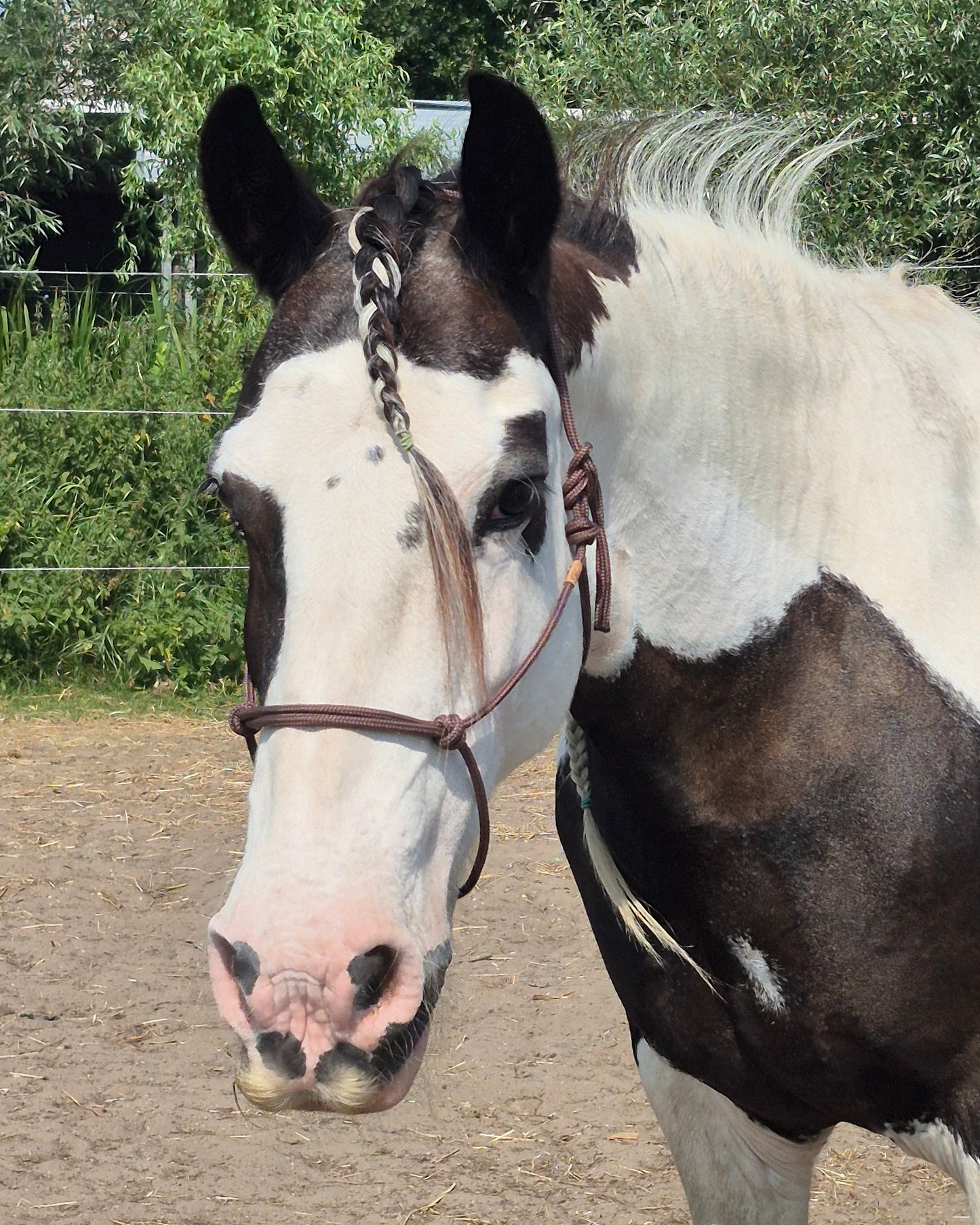 Basic Rope Halter