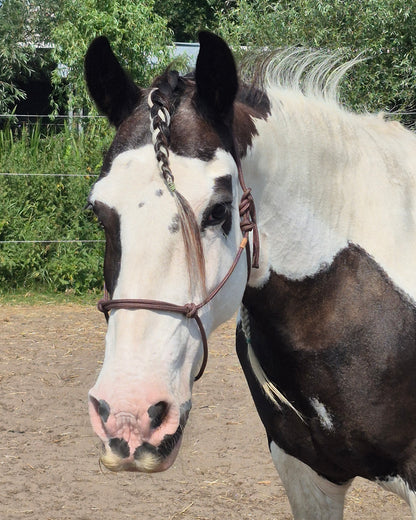 Basic Rope Halter