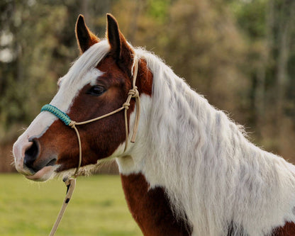 Glitter Shore - premium sliding ring rope halter - PONY
