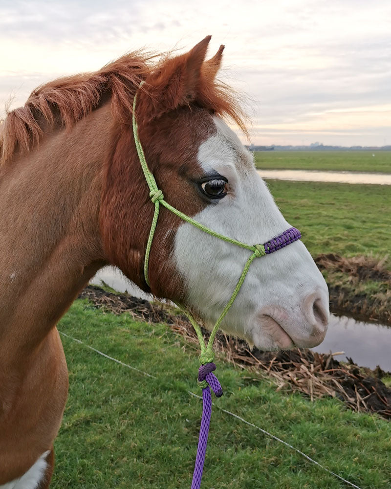 Rope Halter Set - Pony